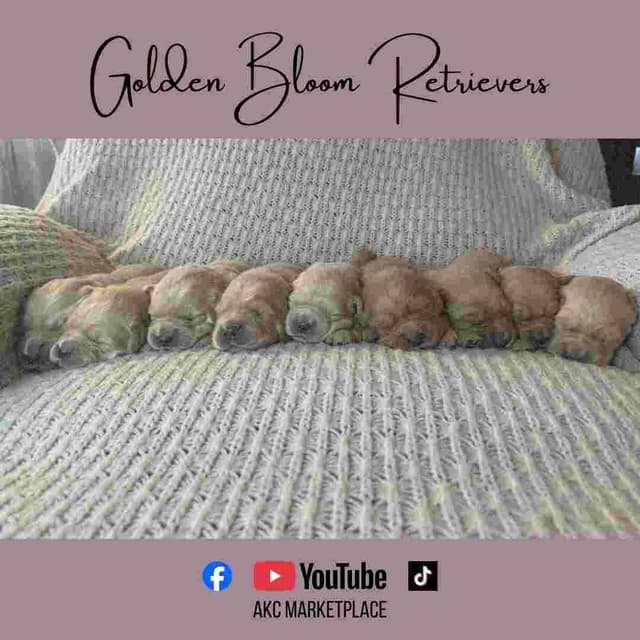 Golden Retriever Puppies media 9