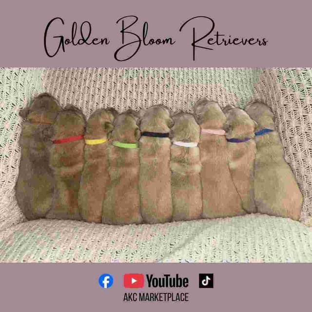Golden Retriever Puppies media 10