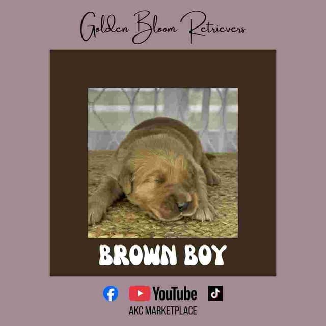 Golden Retriever Puppies media 19