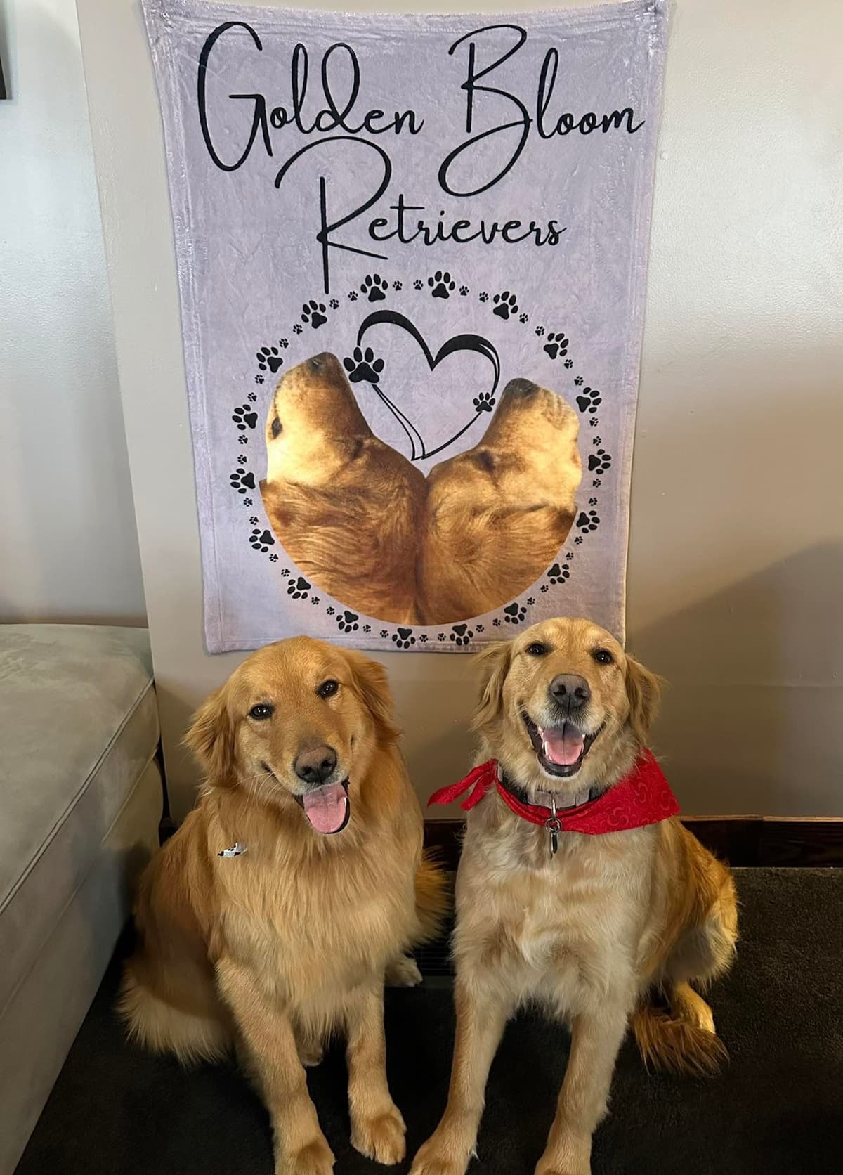 Golden Retriever Puppies breeder image 20