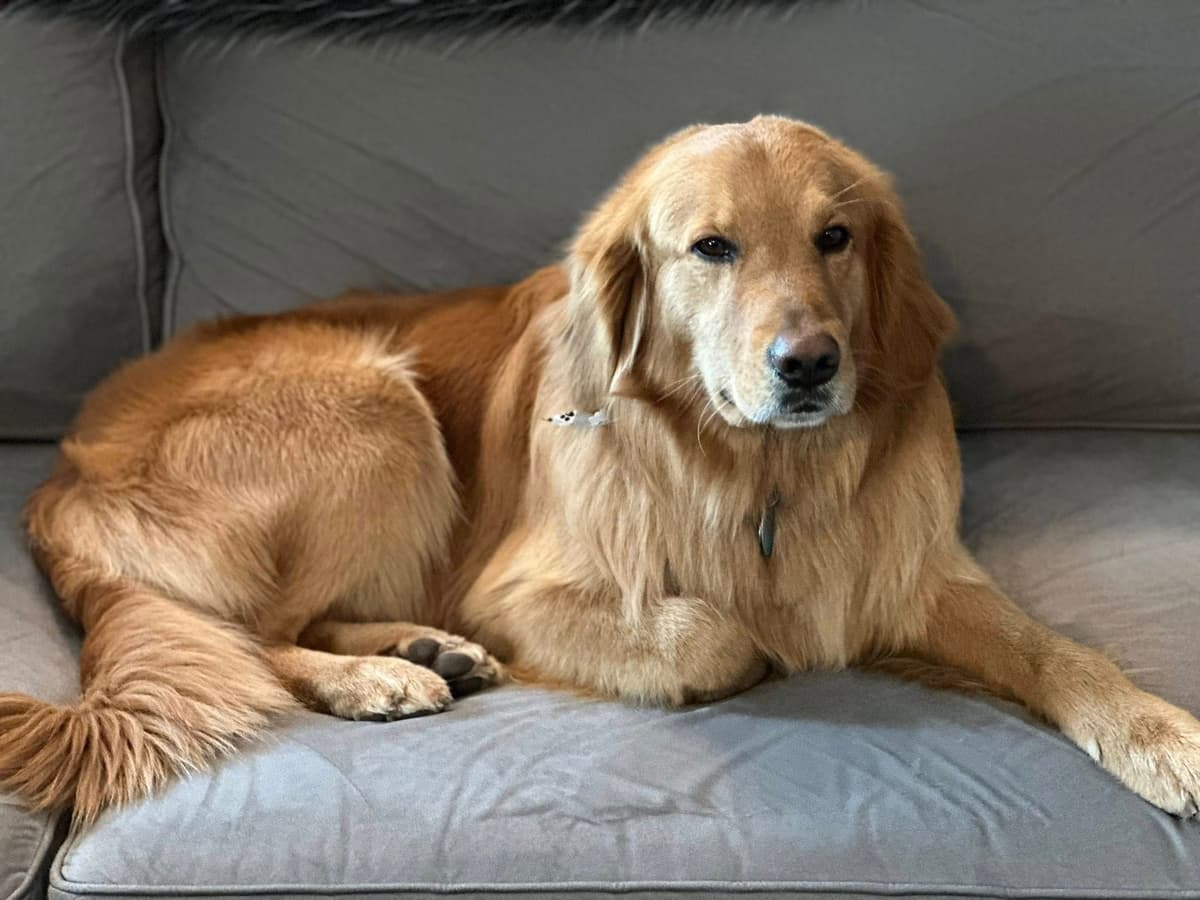 Golden Retriever Puppies breeder image 22