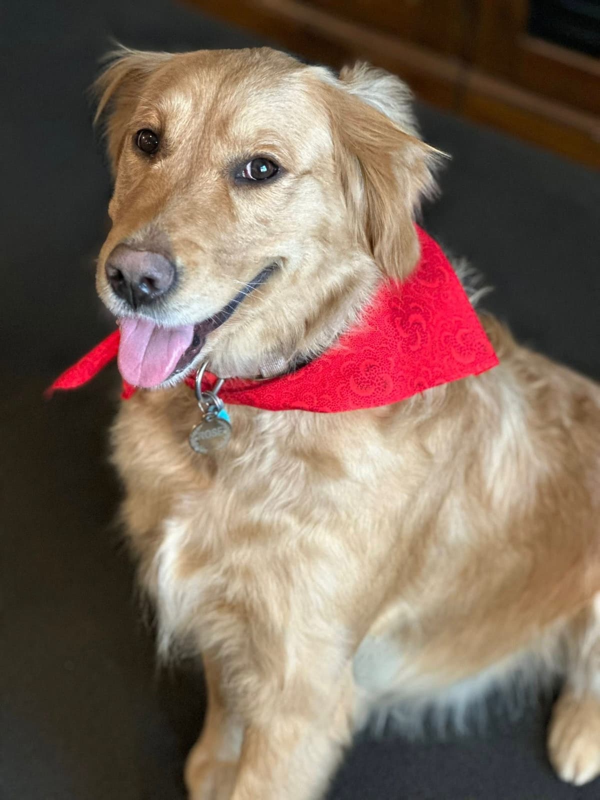 Golden Retriever Puppies breeder image 23