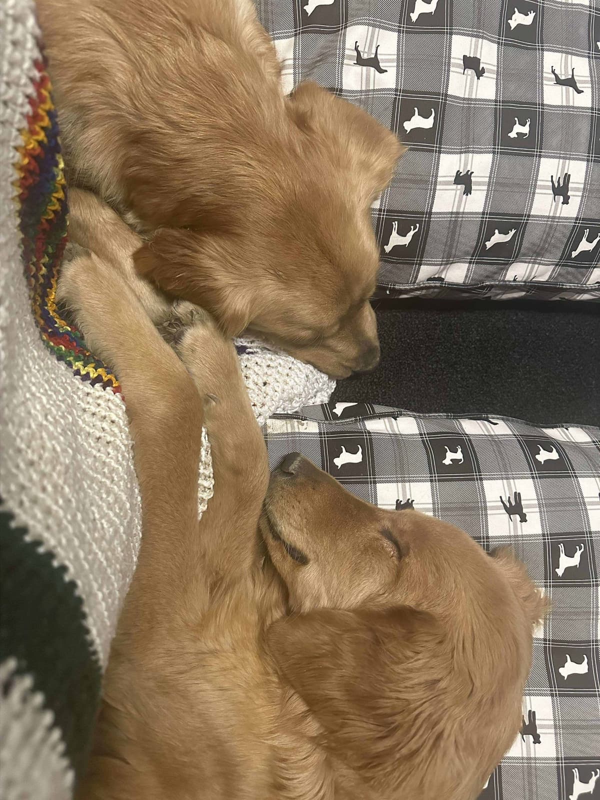 Golden Retriever Puppies breeder image 24