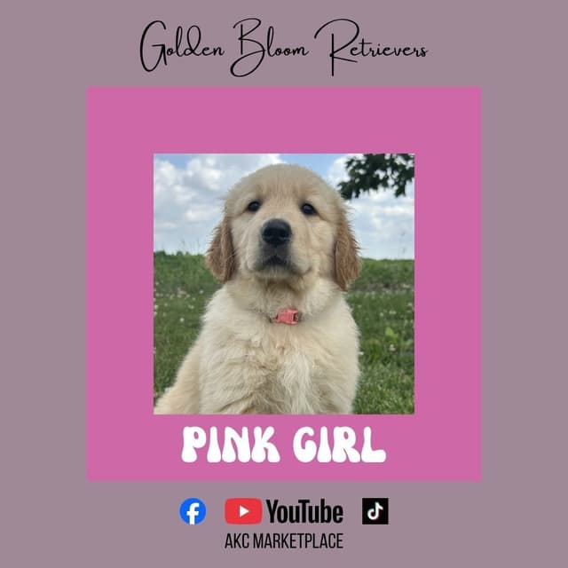 Golden Retriever Puppies media 3