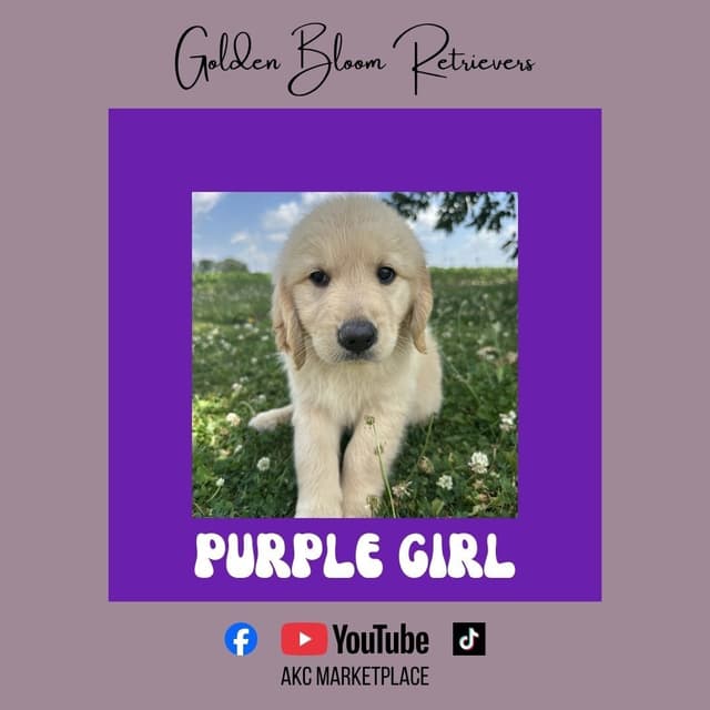 Golden Retriever Puppies media 4