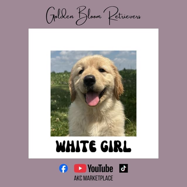 Golden Retriever Puppies media 6
