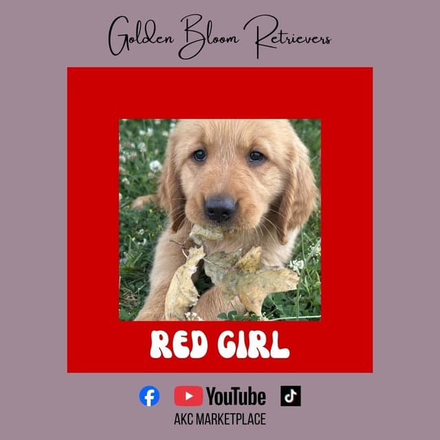 Golden Retriever Puppies media 5