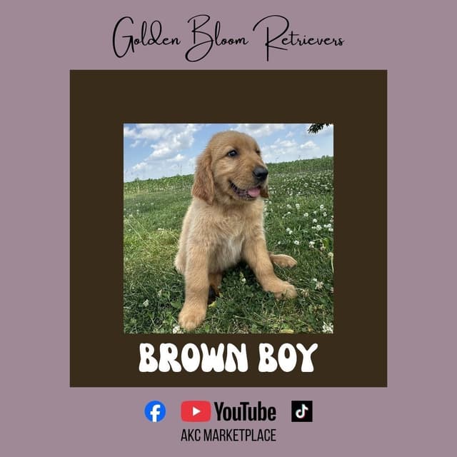 Golden Retriever Puppies media 7