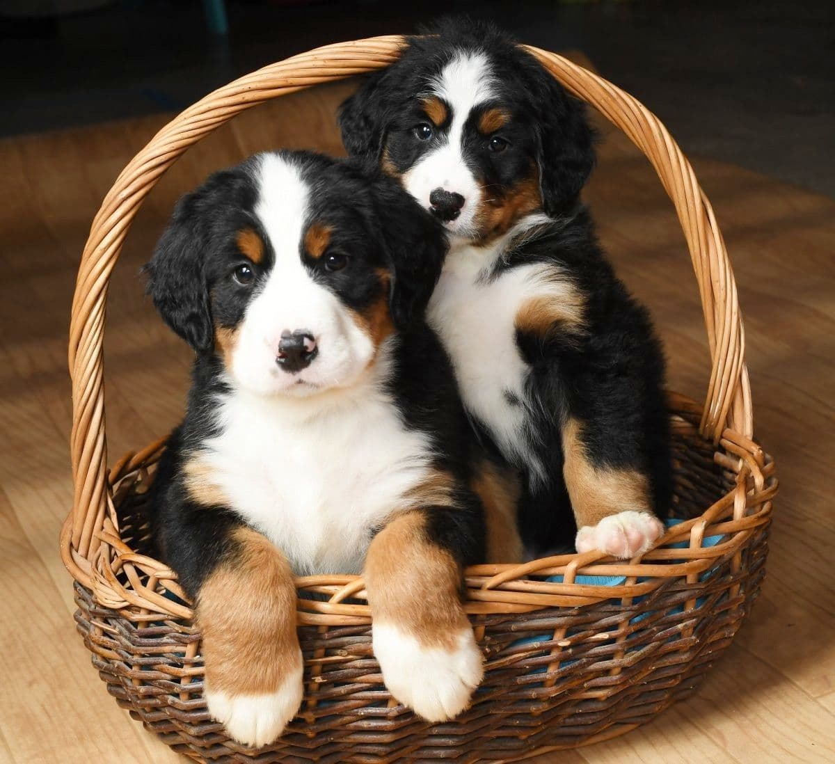 Bernese Mountain Dog Puppies breeder image 1