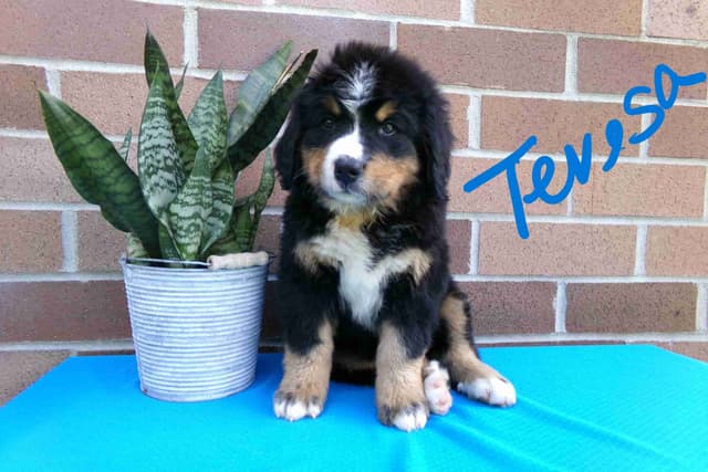 Bernese Mountain Dog Puppies media 2