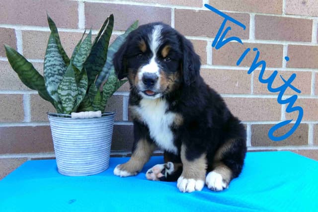 Bernese Mountain Dog Puppies media 3
