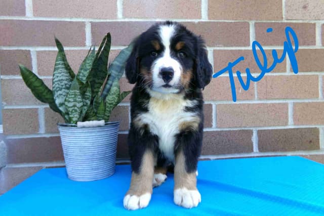 Bernese Mountain Dog Puppies media 4