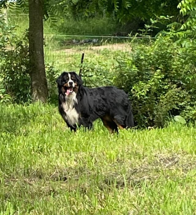Bernese Mountain Dog Puppies media 6