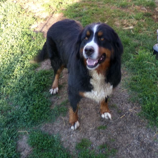 Bernese Mountain Dog Puppies media 5