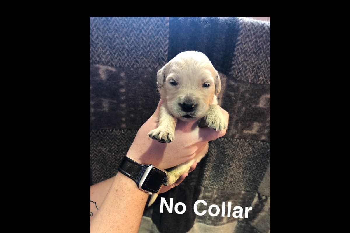 AKC Poodle Puppies breeder image 1