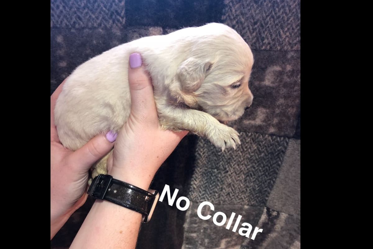 AKC Poodle Puppies breeder image 31