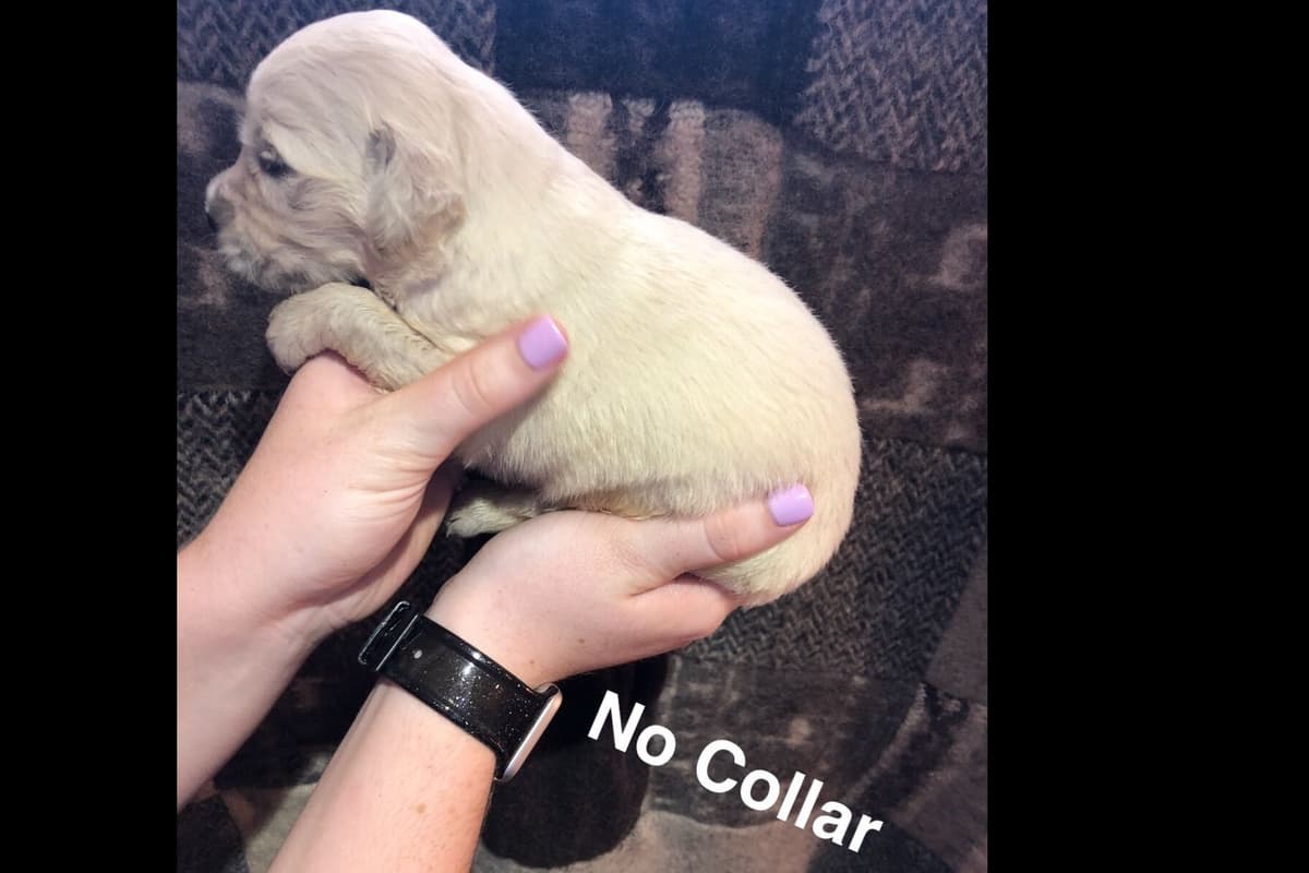 AKC Poodle Puppies breeder image 30