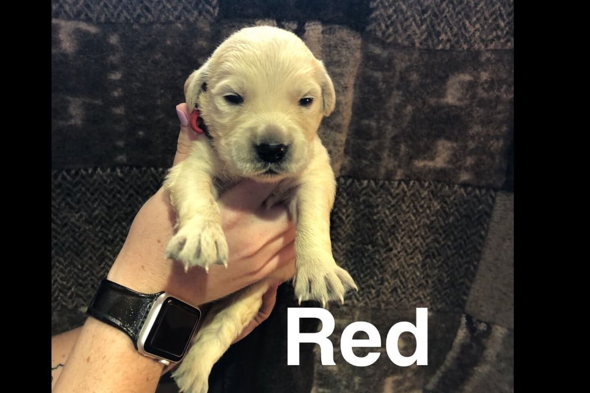 AKC Poodle Puppies breeder image 28