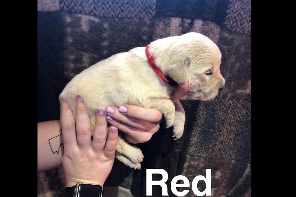 AKC Poodle Puppies breeder image 27