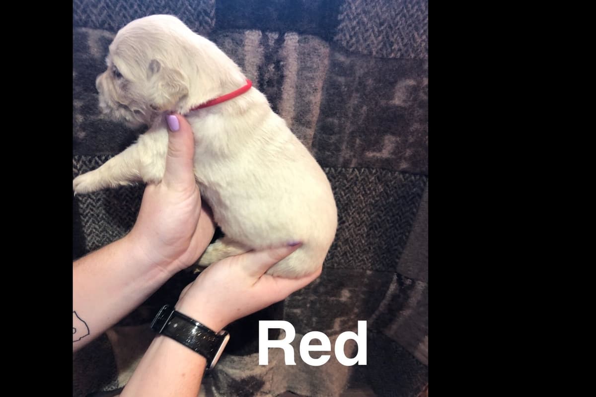 AKC Poodle Puppies breeder image 26