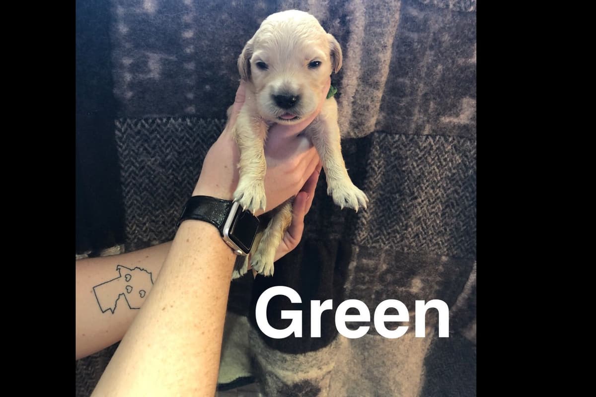 AKC Poodle Puppies breeder image 24