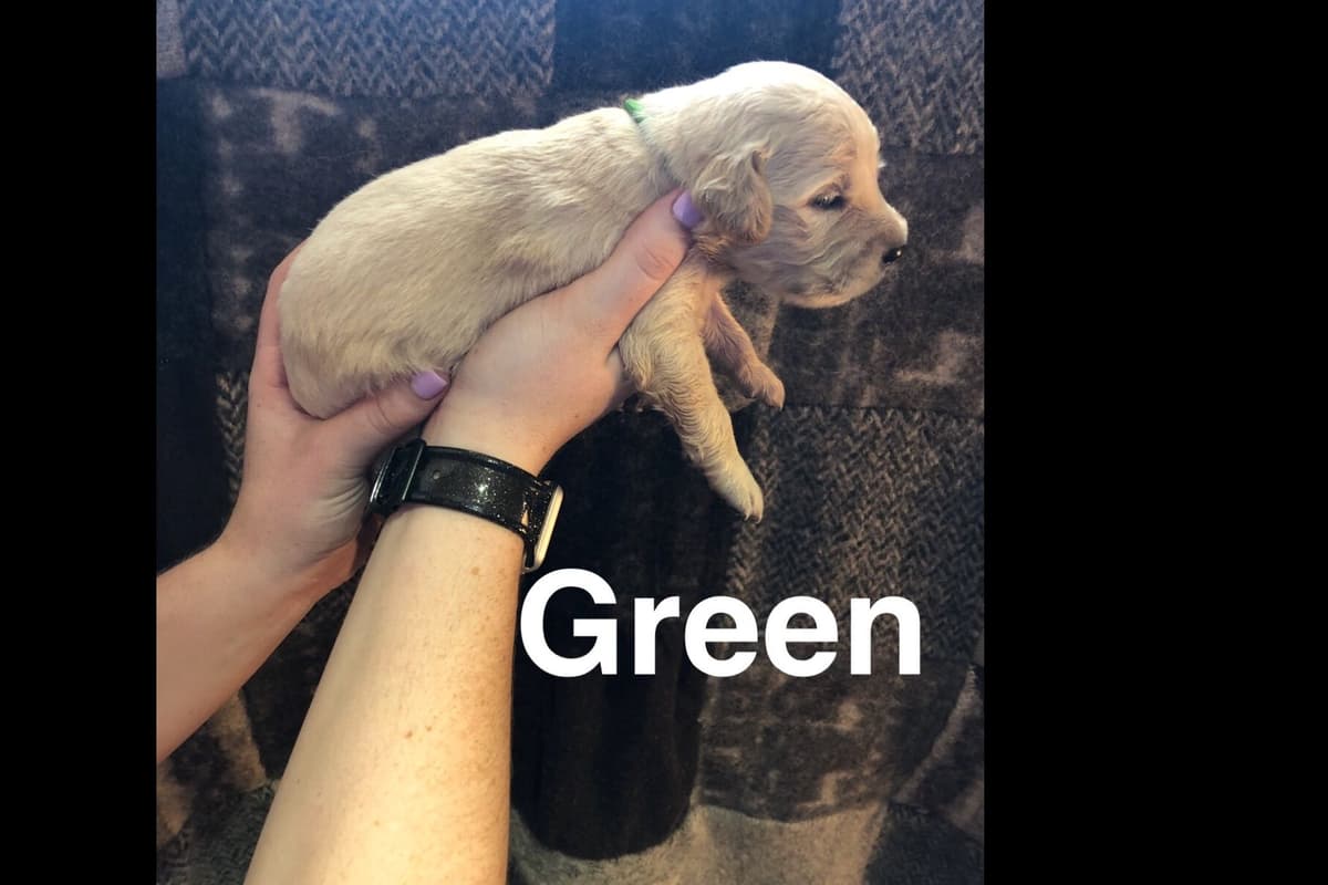 AKC Poodle Puppies breeder image 23