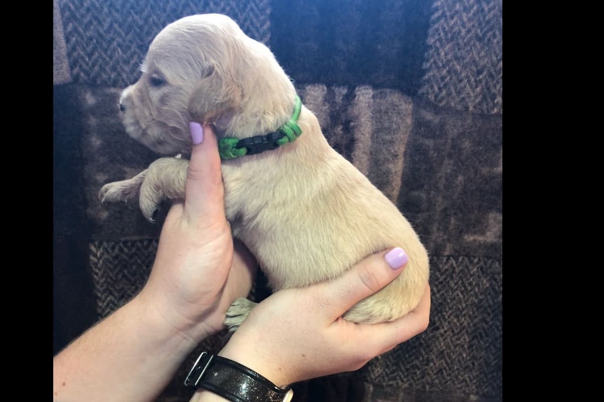 AKC Poodle Puppies breeder image 22