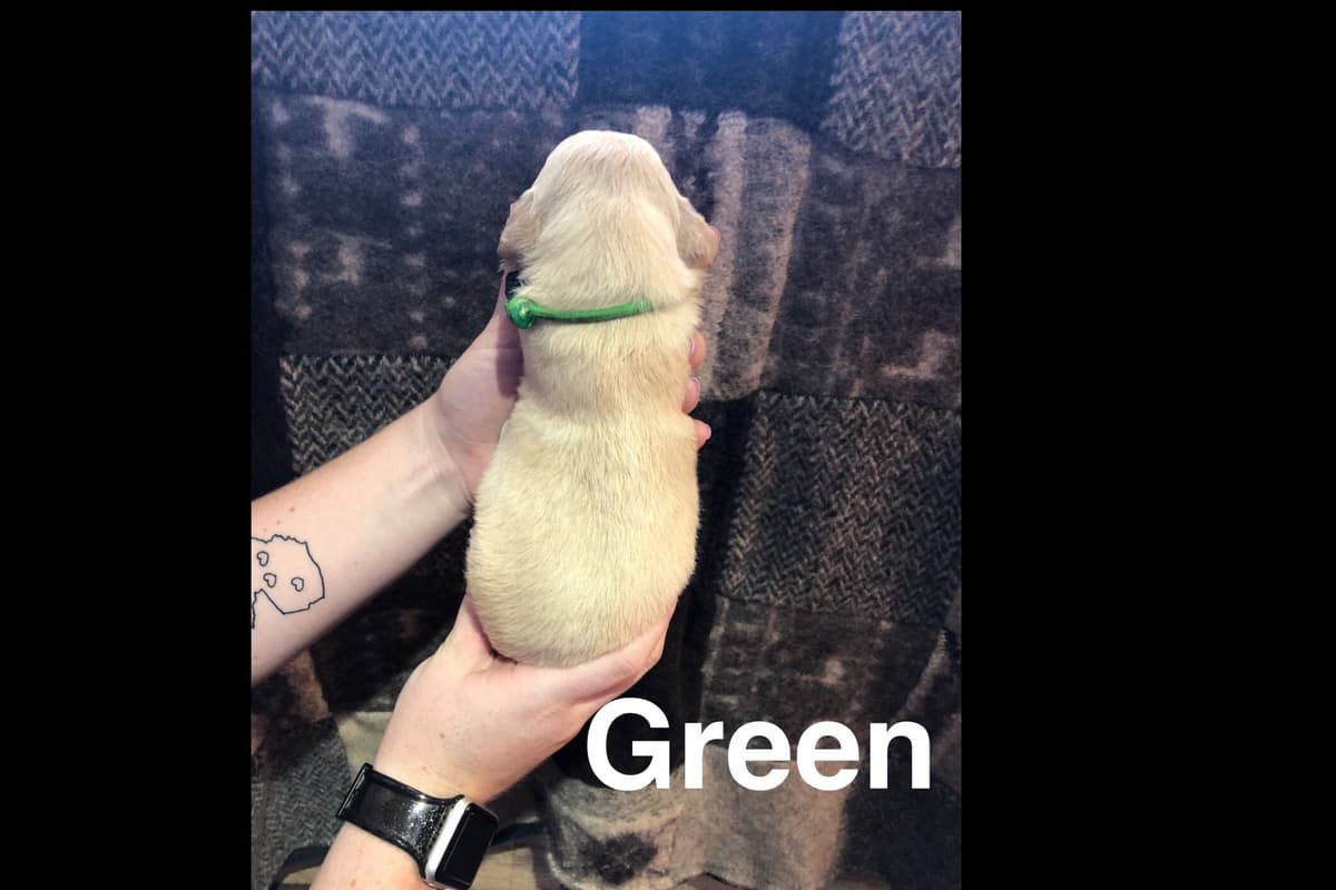 AKC Poodle Puppies breeder image 21