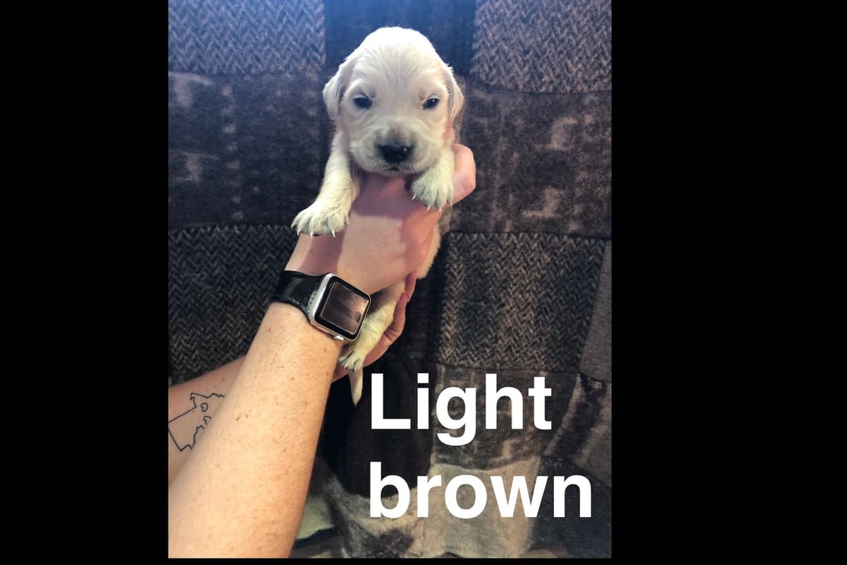 AKC Poodle Puppies breeder image 20