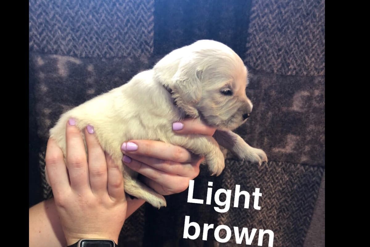 AKC Poodle Puppies breeder image 19