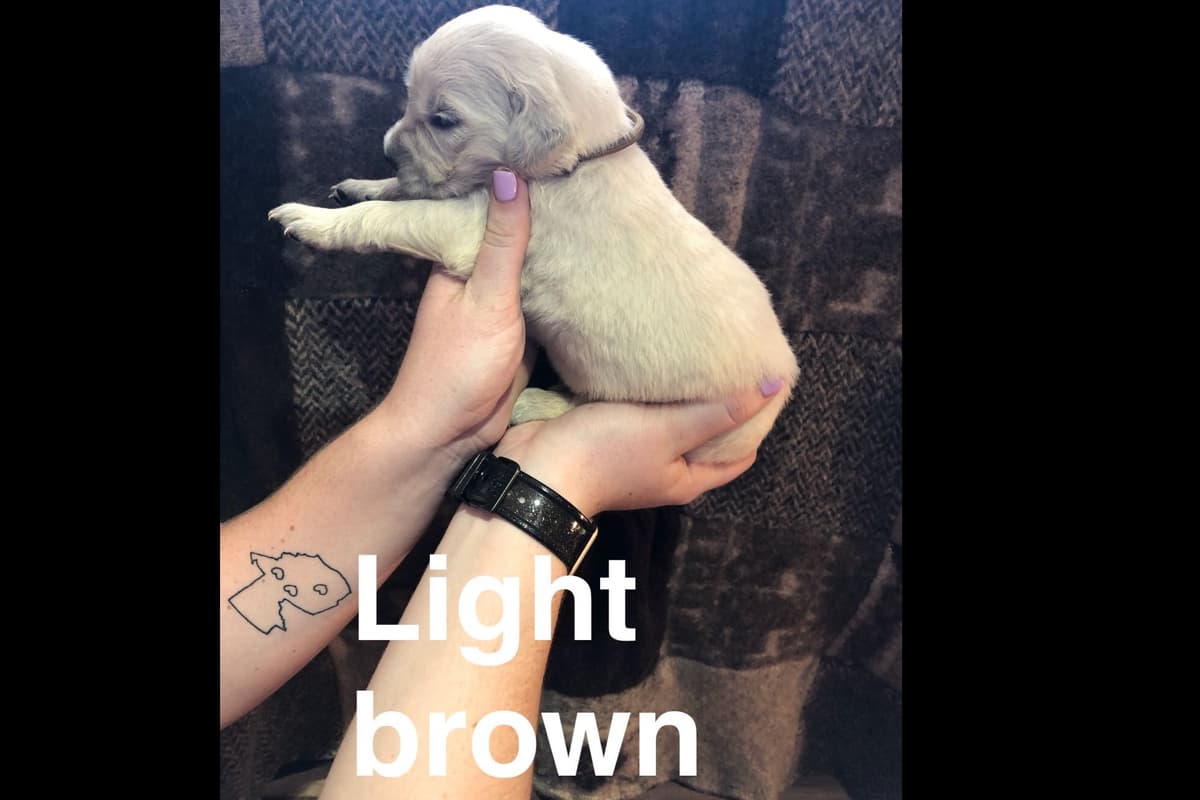 AKC Poodle Puppies breeder image 18