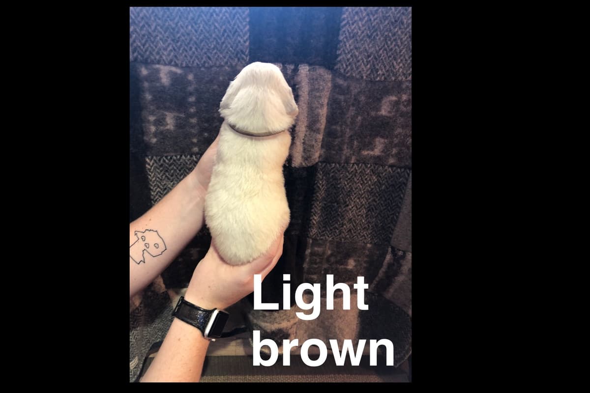 AKC Poodle Puppies breeder image 17