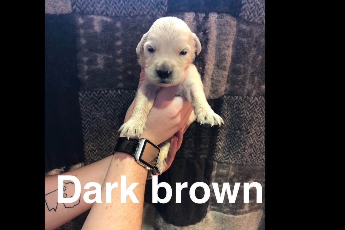 AKC Poodle Puppies breeder image 16