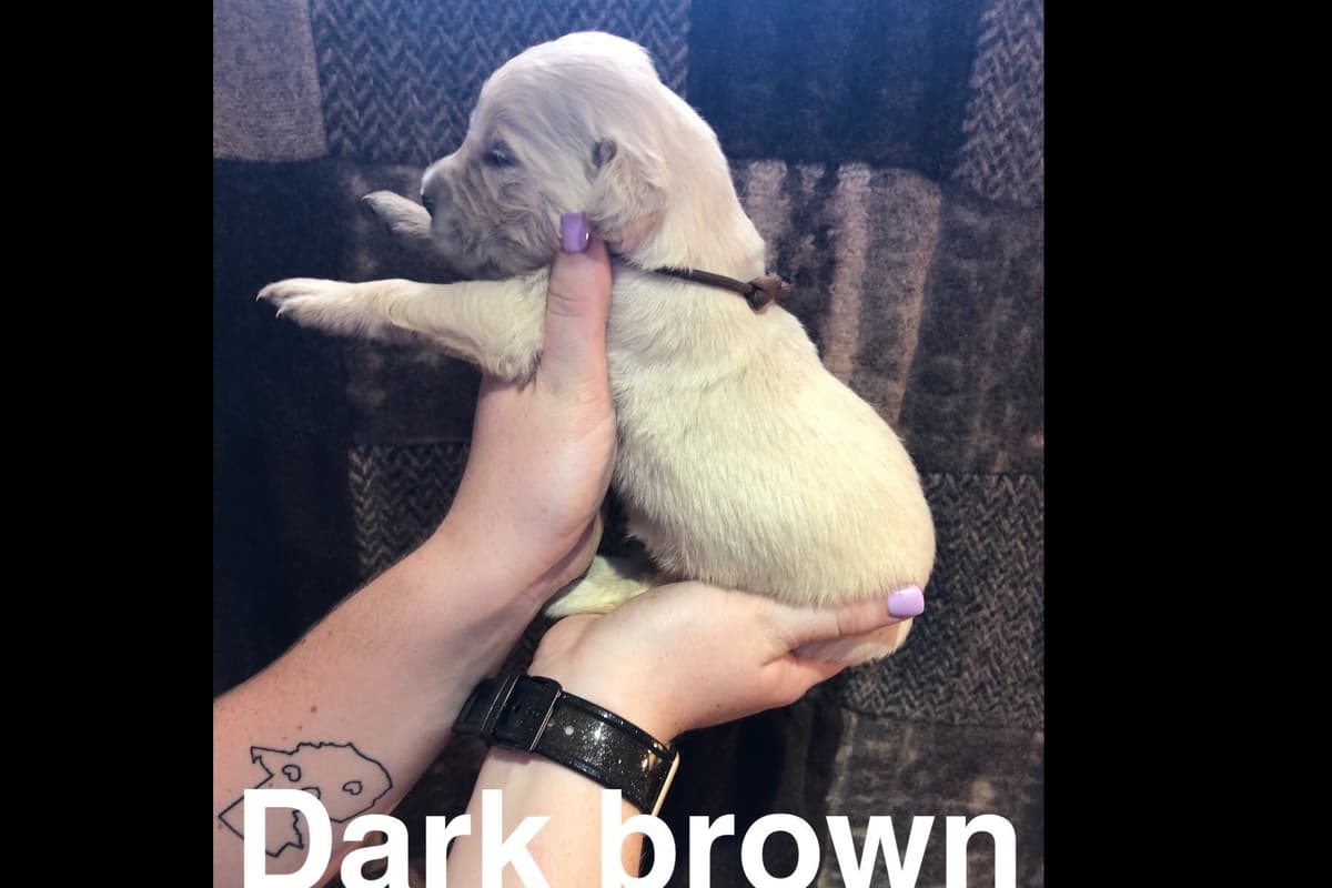 AKC Poodle Puppies breeder image 14