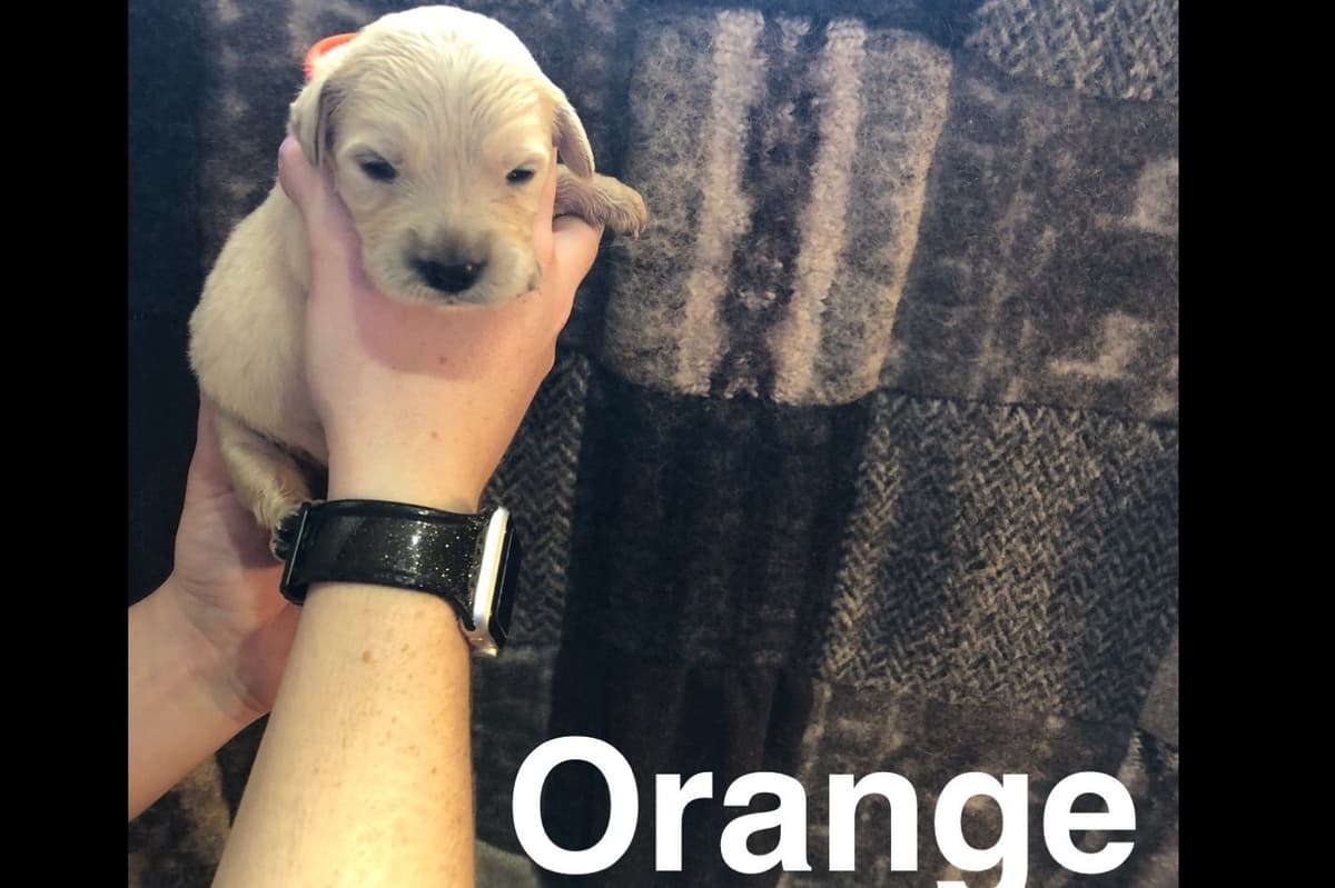 AKC Poodle Puppies breeder image 12