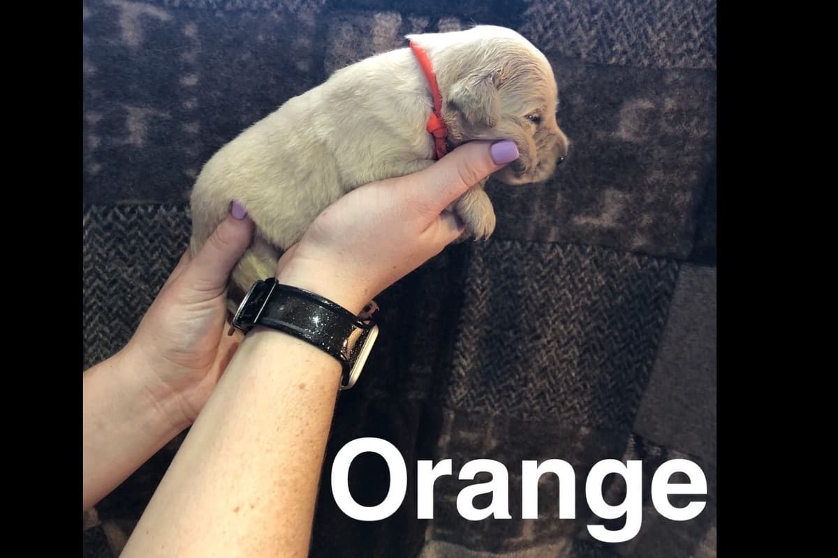 AKC Poodle Puppies breeder image 11