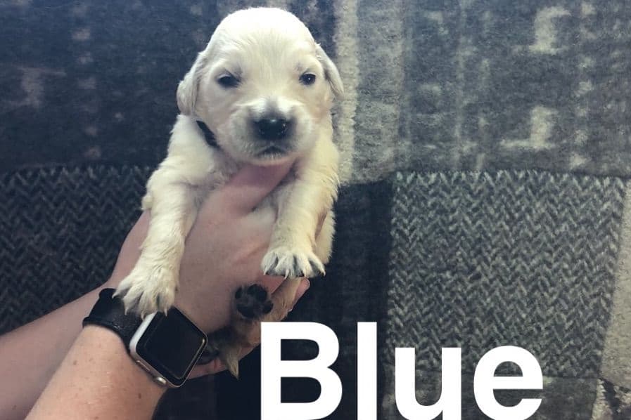 AKC Poodle Puppies breeder image 8
