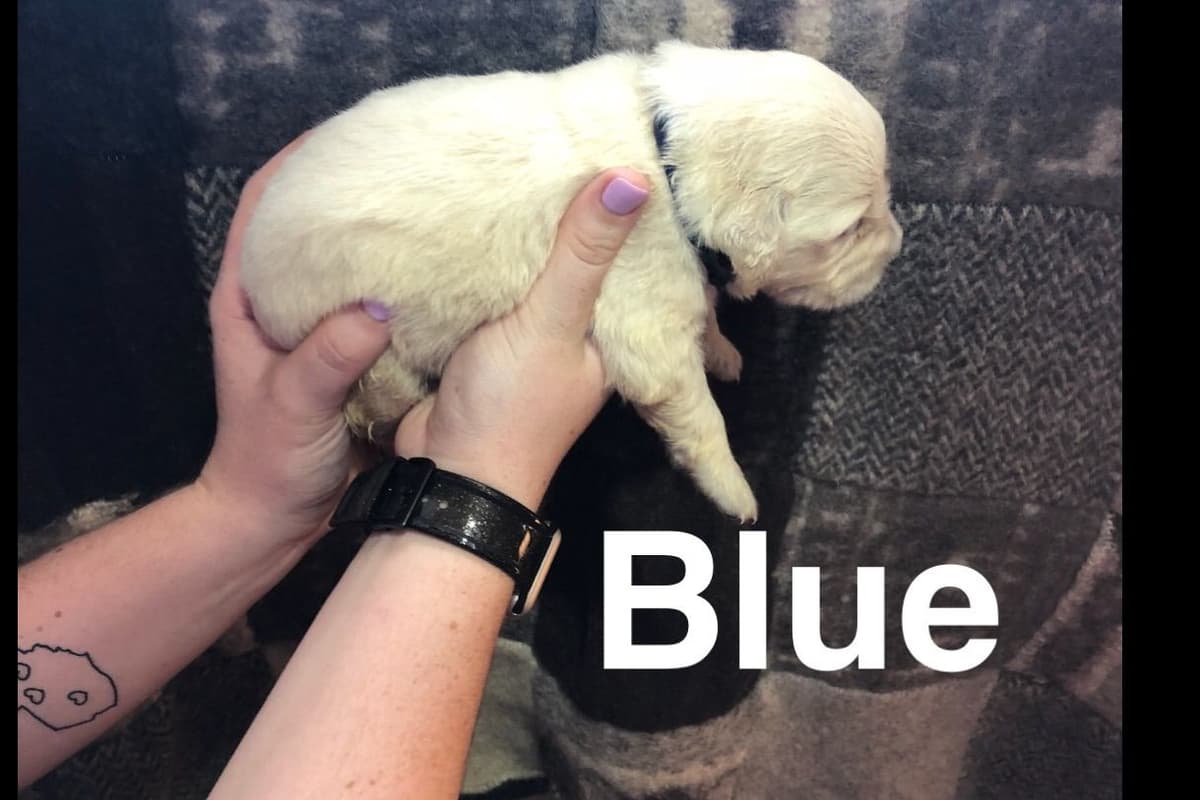 AKC Poodle Puppies breeder image 6