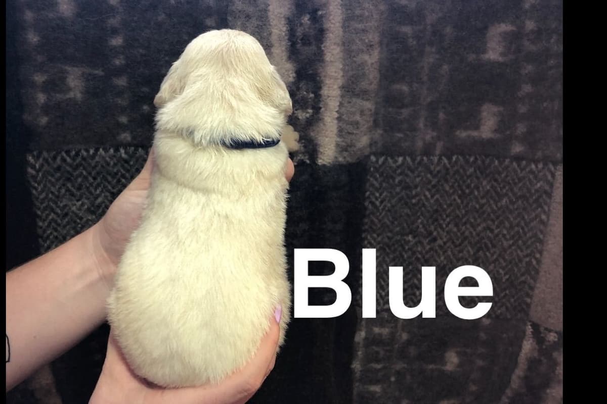 AKC Poodle Puppies breeder image 5