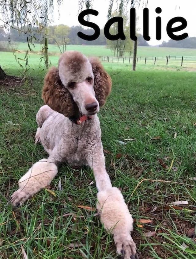AKC Poodle Puppies media 2