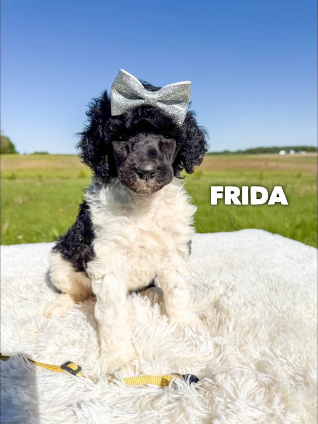 AKC Poodle Puppies media 3