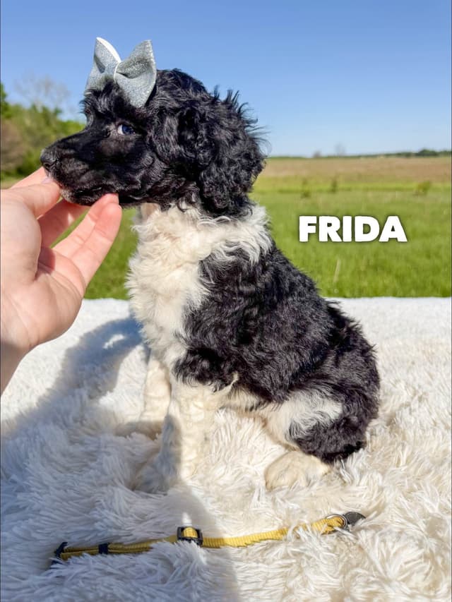 AKC Poodle Puppies media 4