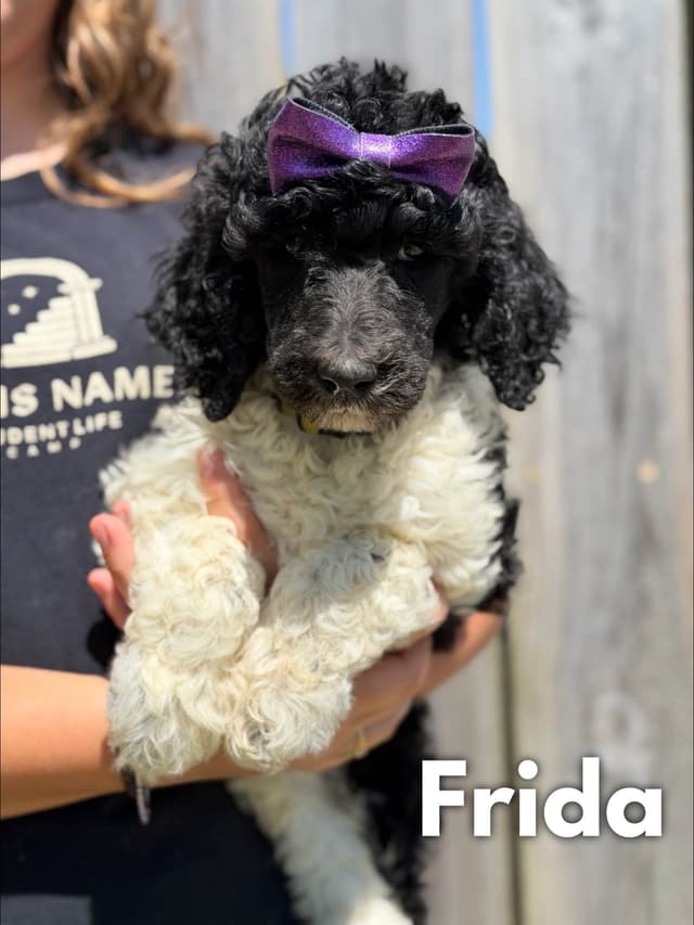 AKC Poodle Puppies media 6