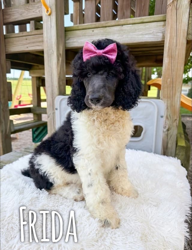 AKC Poodle Puppies media 7