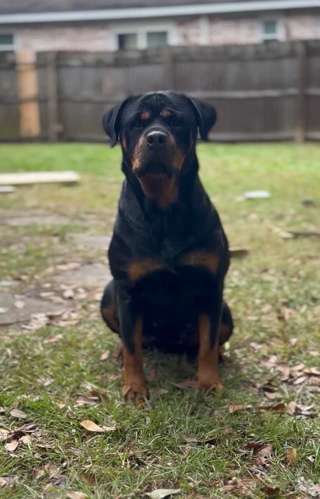 Rottweiler Puppies media 3