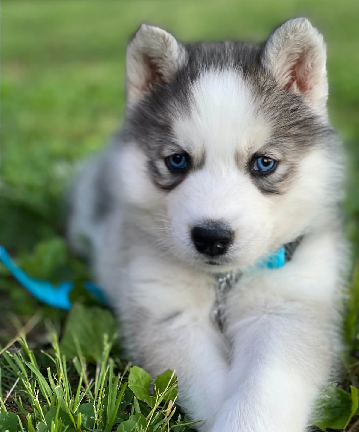 Siberian Husky Puppies breeder image 3