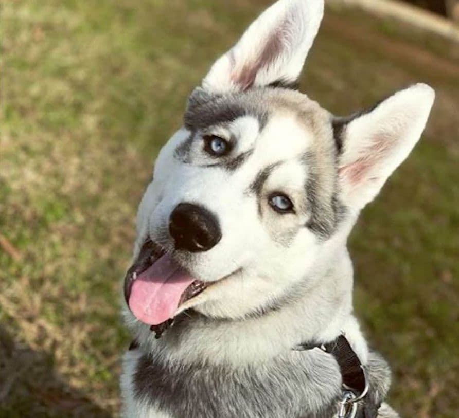 Siberian Husky Puppies breeder image 4