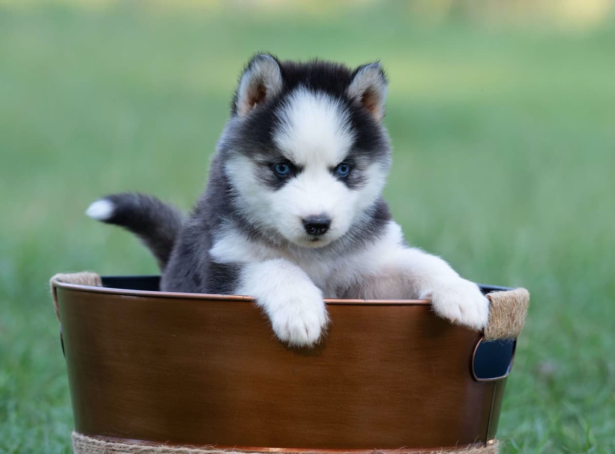 Siberian Husky Puppies breeder image 5