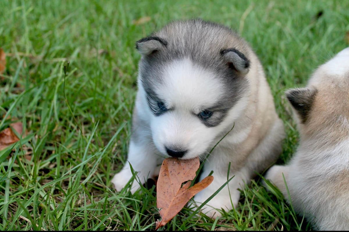 Siberian Husky Puppies breeder image 6