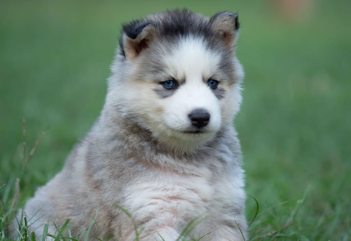 Siberian Husky Puppies breeder image 7